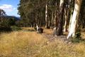 Property photo of 269 Top Swamp Road Lachlan TAS 7140