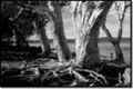 Property photo of 3 Mango Lane Boreen Point QLD 4565