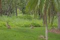 Property photo of 51 Mudgeeraba Road Worongary QLD 4213