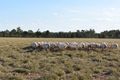 Property photo of 95L Burraway Road Terramungamine NSW 2830