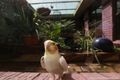 Property photo of 1 Ries Crescent Tolland NSW 2650