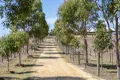 Property photo of 377 Vickerys Road Bellbrae VIC 3228