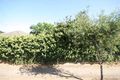 Property photo of 123 Cliff Street Glengowrie SA 5044