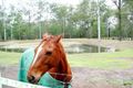 Property photo of 817-825 Teviot Road North Maclean QLD 4280
