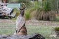 Property photo of 18 Heron Hill Chittering WA 6084