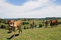 Property photo of 52 Thompson Road Dulong QLD 4560