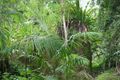 Property photo of 3137 Nerang Murwillumbah Road Natural Bridge QLD 4211