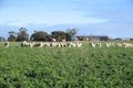 Property photo of 1 Emu Flat Road Keith SA 5267