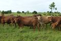 Property photo of LOT 79 North Dallarnil Road Dallarnil QLD 4621