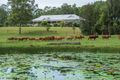 Property photo of 885 Browns Creek Road Eerwah Vale QLD 4562