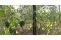 Property photo of 33 Sittella Crescent Delan QLD 4671