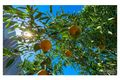 Property photo of 51 Old Capricorn Highway Gracemere QLD 4702