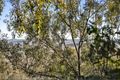 Property photo of 32 Linora Drive Gowrie Mountain QLD 4350