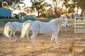 Property photo of 624 Dights Forest Road Table Top NSW 2640