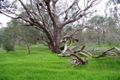 Property photo of 148 Carradine Road Bedfordale WA 6112
