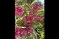 Property photo of 6 Tecoma Close Peregian Beach QLD 4573