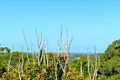 Property photo of 85 Francis Road Bli Bli QLD 4560