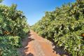 Property photo of 37 Hand Road Red Cliffs VIC 3496