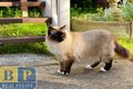 Property photo of 73 Kissing Point Road Dundas NSW 2117
