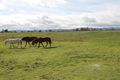 Property photo of 69 South Street Quirindi NSW 2343