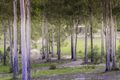 Property photo of 190 Fords Road Limeburners Creek NSW 2324