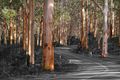 Property photo of 68 McDowell Road Witchcliffe WA 6286