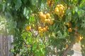 Property photo of 12 Waterview Court Midway Point TAS 7171
