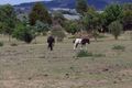 Property photo of 144 Saunders Road New Gisborne VIC 3438