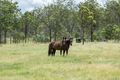 Property photo of 2750 Ipswich-Boonah Road Milbong QLD 4310