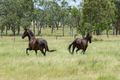 Property photo of 2750 Ipswich-Boonah Road Milbong QLD 4310