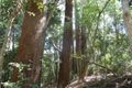 Property photo of 28 Wilkes Road Woombye QLD 4559
