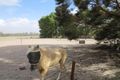 Property photo of 6-8 St Leonards Avenue Dimboola VIC 3414