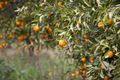 Property photo of 411 Delta Road Curlwaa NSW 2648