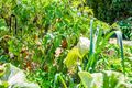 Property photo of 6 Dwiar Road Victor Harbor SA 5211
