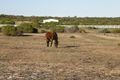 Property photo of 4 Ranch Court Kalbarri WA 6536