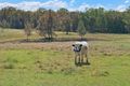 Property photo of 1131 Minimbah Road Minimbah NSW 2312
