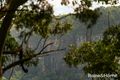 Property photo of LOT 1 Selbys Road Budgong NSW 2577