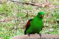 Property photo of 181 Queen Elizabeth Drive Cooloola Cove QLD 4580