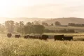 Property photo of 80 Walters Lane Dixons Creek VIC 3775