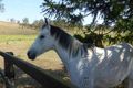 Property photo of 9712 Mount Lindesay Highway Innisplain QLD 4285