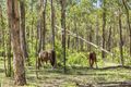 Property photo of 896 Murphys Creek Road Murphys Creek QLD 4352