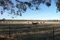 Property photo of 177 Amaroo Road Molong NSW 2866
