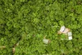 Property photo of 38 Stonewood Road Diwan QLD 4873