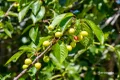 Property photo of 11 Somerton Crescent Derwent Park TAS 7009