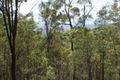Property photo of LOT 5 Blanchview Road Silver Ridge QLD 4352