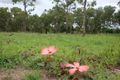 Property photo of 30 Godwin Drive Mareeba QLD 4880