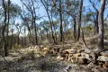 Property photo of 40 Sheldon Track Fryerstown VIC 3451
