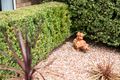 Property photo of 5 Morphy Place Cook ACT 2614