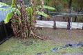 Property photo of 9 Gershwin Court Nerang QLD 4211