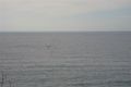 Property photo of 18 Watkins Road Avalon Beach NSW 2107